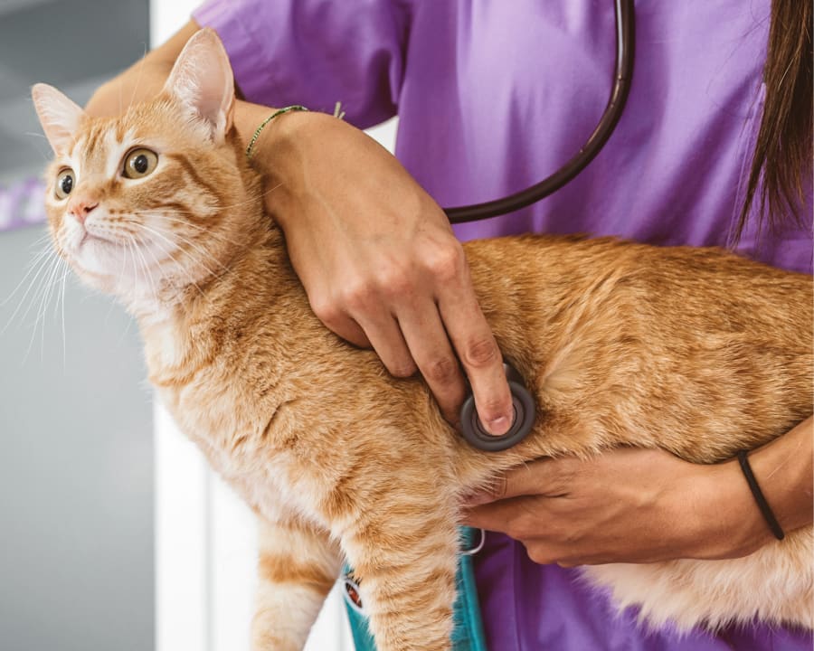 Cat & Dog Wellness Exams, White House