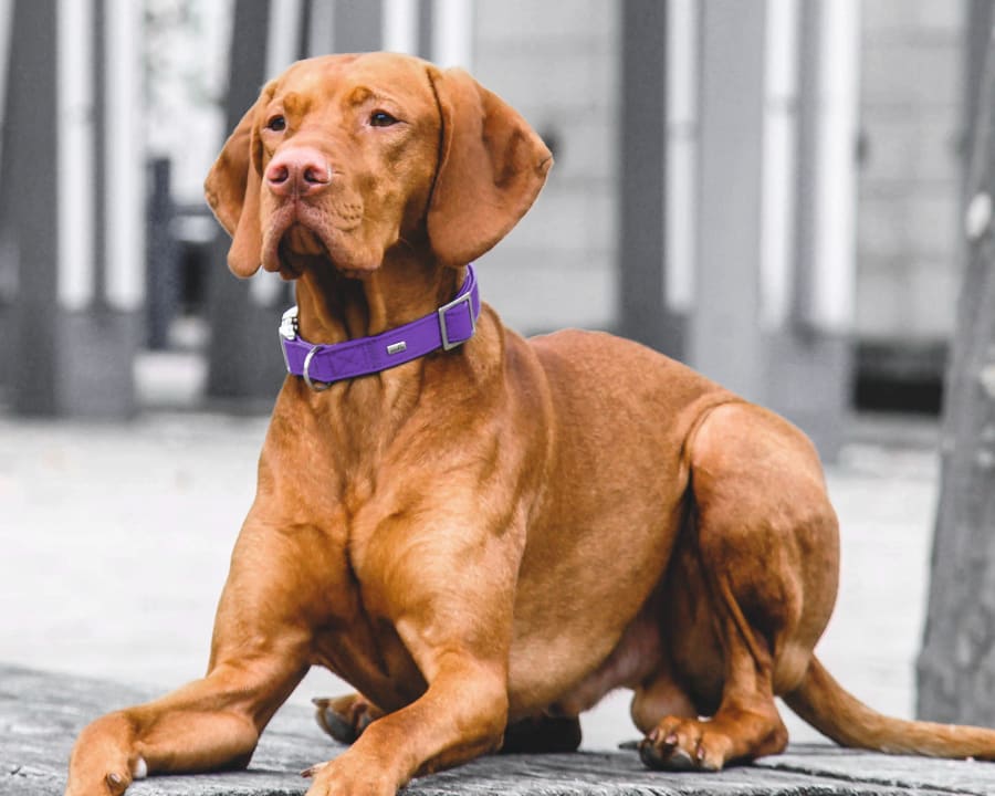 Geriatric Care for Pets, White House