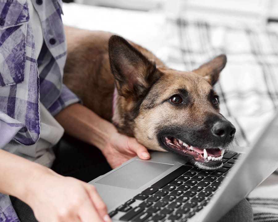 Diagnostic & Lab Technology, White House Vet