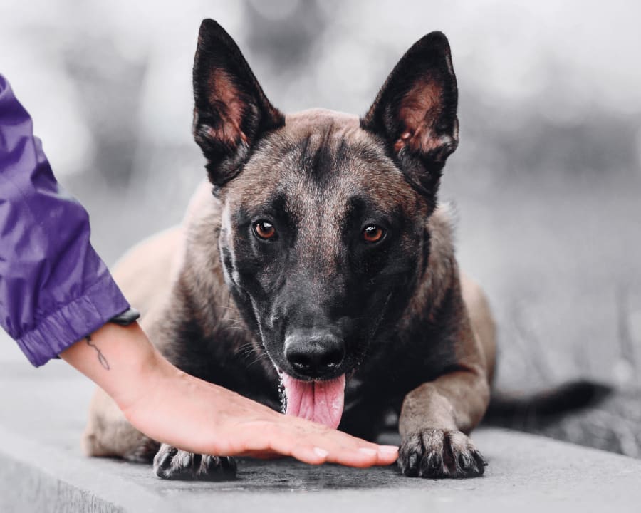 Cold Laser Therapy, White House Veterinarians