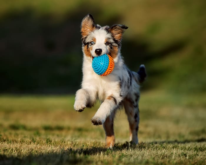 Spaying & Neutering, White House Veterinarians